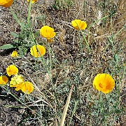 eschscholzia californica
