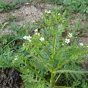 eucrypta chrysanthemifolia