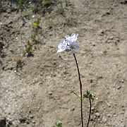 gilia angelensis