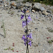 linaria canadensis