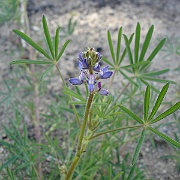 lupinus bicolor