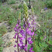 lupinus hirsutissimus