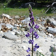 lupinus truncatus