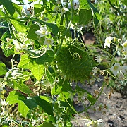marah macrocarpus