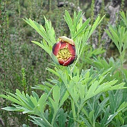 paeonia californica