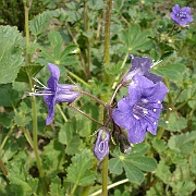 phacelia minor