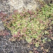 pterostegia drymarioides