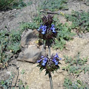 salvia columbariae