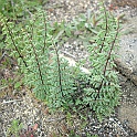 pellaea mucronata var. m.