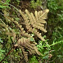 pentragramma triangularis