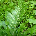 polypodium californicum