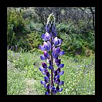 lupinus succulentus