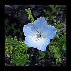 nemophila menziesii