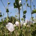 bushmallow