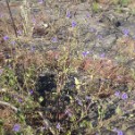 phacelia minor