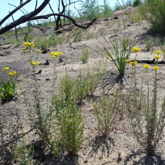 eriophyllum confertiflorum