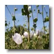 bushmallow
