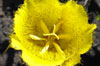Weed Mariposa Lily