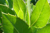 Eastwood Manzanita leaf growing from roots after the wildfires