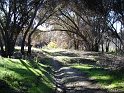 Santa Margarita River trail in Fallbrook beneath canopy of oaks